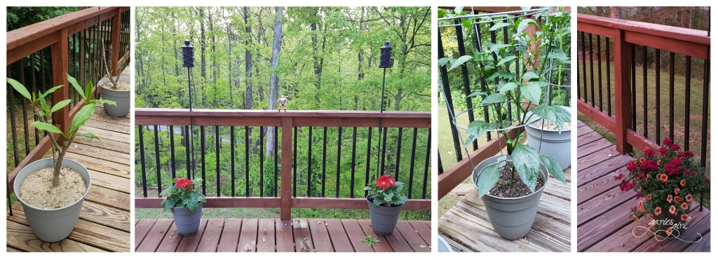 Plants and Flowers - Garies Girl