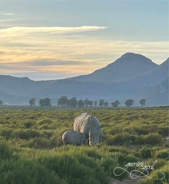 Aquila Game Reserve - Garies Girl