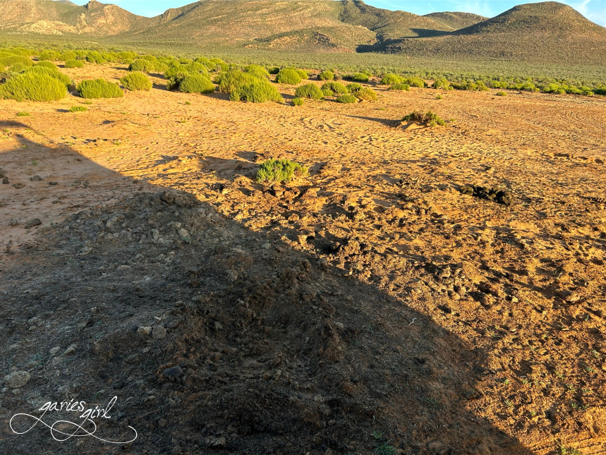 Aquila Game Reserve - Garies Girl