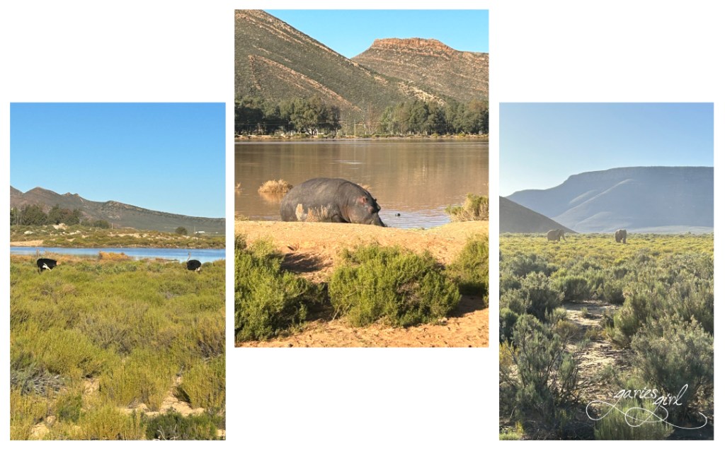 Aquila Game Reserve - Garies Girl