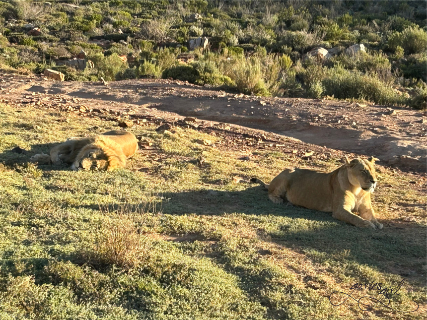 Aquila Game Reserve - Garies Girl