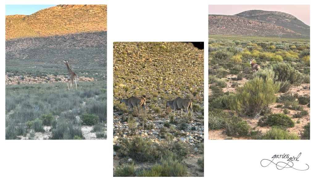 Aquila Game Reserve - Garies Girl