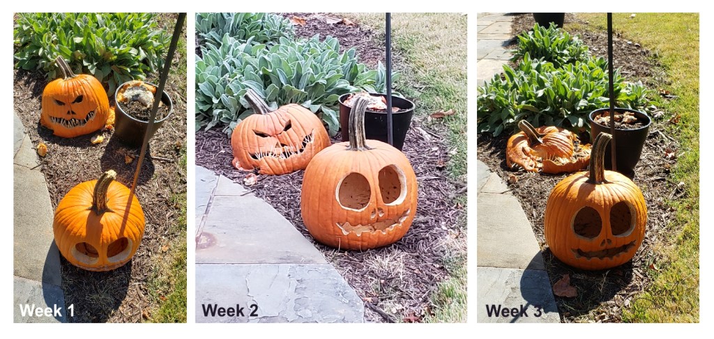 Halloween 2023 - Garies Girl